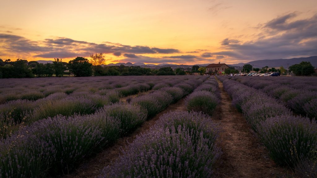 Fotografía de campos de lavanda en Catalunya