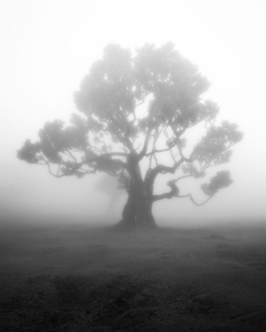 Árbol entre la niebla de Fanal byn