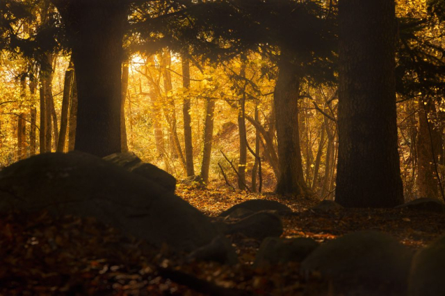 Autumn light (Montseny, Catalunya)