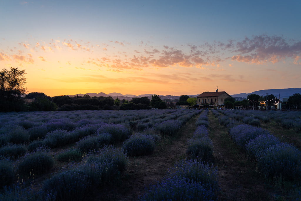 campos de lavanda cerca de barcelona mas sampera